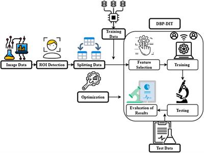 Mathematical model and genomics construction of developmental biology patterns using digital image technology